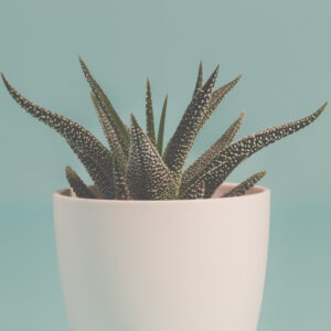 Haworthia Pumila